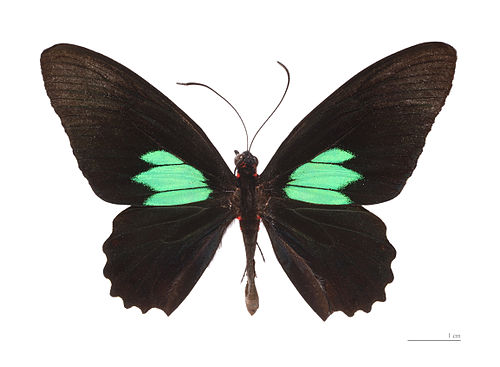 Parides sesostris